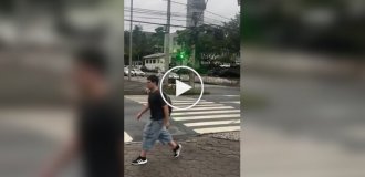 Капибары гуляют по улицам бразильского города