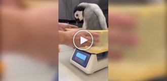 Как взвешивают пингвинят