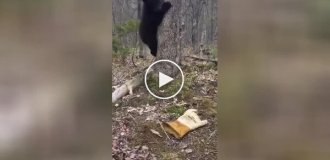 A bear cub attacked a glove