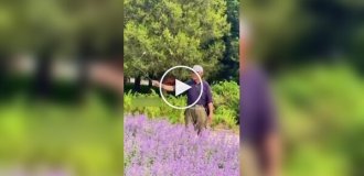 Повелитель бабочек