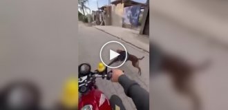 Dogs vs. motorcyclists: a game that can be played by two