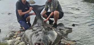 A man caught a 2-meter-long underwater "monster" on his way to the Arctic Circle (3 photos)