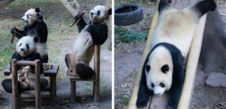 Four adorable pandas had a picnic and got applause (9 photos + 1 video)