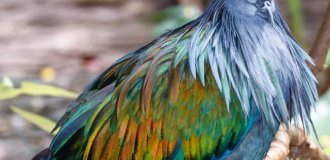 Ruffed pigeon (9 photos)