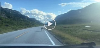 Утром рано повстречались два...