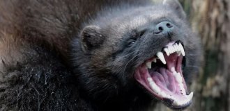 Росомаха: валит оленей и загоняет медведя на дерево (13 фото)