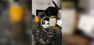 Коту не показали, как правильно пить воду