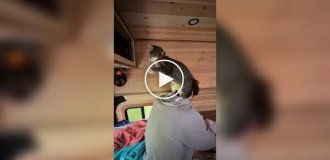 Нескучная жизнь кота