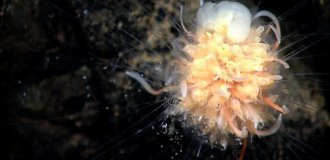 Батифиза шишковатая: макаронный монстр в реальности (11 фото)