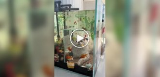 Curious cats and aquariums