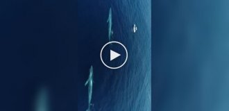 Животные (короткие видео). Выпуск 103