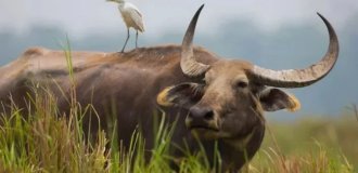 The Wild Water Buffalo: The Herbivorous Giant Even Tigers Steer Clear Of (11 photos)