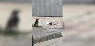 Крыса против вороны