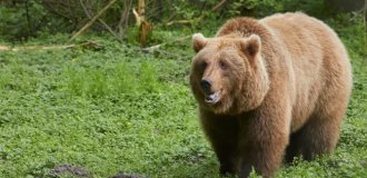 Во Франции  судят охотника, который застрелил медведицу. Животное напало  на мужчину и сломало обе ноги (3 фото)