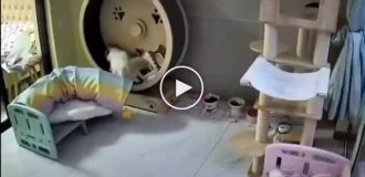 Животные (короткие видео). Выпуск 99