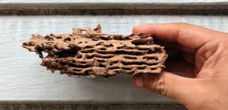 Drywood termites: the most dangerous to humans (8 photos)
