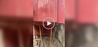 An unexpected inhabitant of a birdhouse