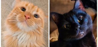 20+ Proud Cats Who Realize Their Greatness and Are Happy to Celebrate It demonstrate (21 photos)