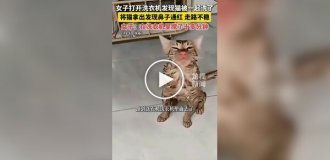 Кот провел более 10 минут в работающей стиральной машине