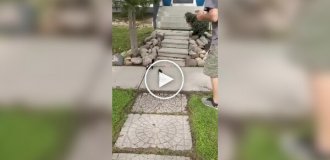 З життя домашніх скунсів