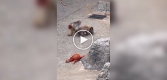 Осиротевшего малыша Панча приняли в стаю