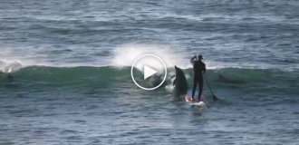 In Florida, a dolphin pushed a man off his SUP