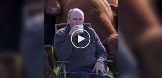 Коровы составили компанию хозяину