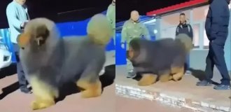 Тибетский мастиф — самая дорогая собака на земле (2 фото + 1 видео)
