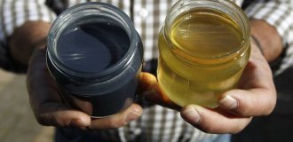 What is black honey made from and is it healthy (4 photos)