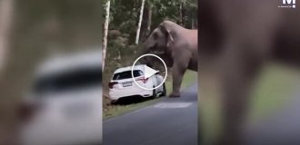 В Таиланде голодный слон разрушил машину ради фруктов