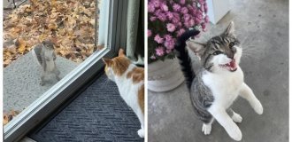 22 ритуала и занятия ноябрьских котиков (23 фото)