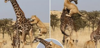 Жираф: 5 секретов гиганта (16 фото)