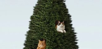 История вечного конфликта закончена: в продажу поступили новогодние елки для котов (2 фото + 2 видео)