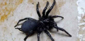 A giant poisonous spider arrived in Britain as a "hare" along with olives (2 photos + 1 video)