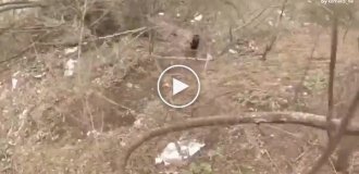 In New Jersey, police rescued a bear cub sitting alone on the road.