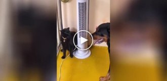 Как кошка с собакой: на видео сняли обоснование этой фразы в реальной жизни