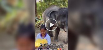 Маленька співачка і великий друг: слон дякує дівчинці за смакоті і пісню