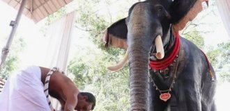 In India, a temple elephant was replaced with a mechanical one (5 photos)