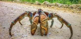 Найнебезпечніший краб на Землі (5 фото)