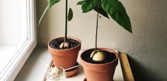 Как вырастить авокадо из косточки на подоконнике (4 фото)