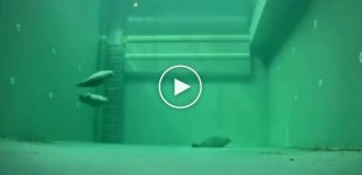 How seals sleep underwater