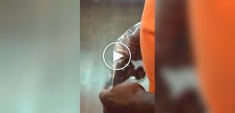 Рояль у кущах: розпакування музичного дива