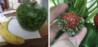 25 запутанных фотографий овощей и фруктов (26 фото)