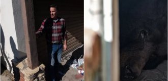 37 дней гостеприимства: медведь «арендовал» подвал в Калифорнии и не хотел съезжать (3 фото + 2 видео)
