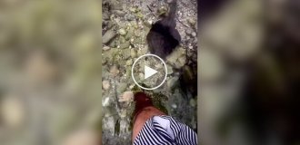 Житель Австралии показал, что водится в их мутной воде