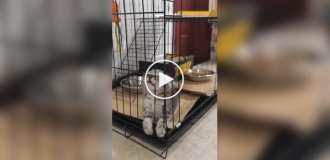 Забавные попытки котенка выбраться из клетки
