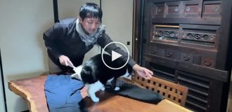 Без шерсти не выйдешь