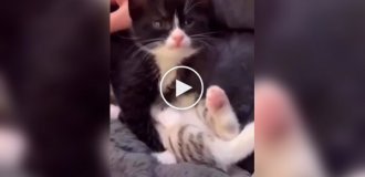 Котенок с маленькой батарейкой