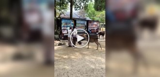 Как не стоит вести себя с оленями в японской Нара