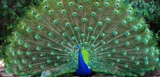 Ate a National Symbol: Indian Blogger Sent to Prison for Roasting Peacock (4 photos)